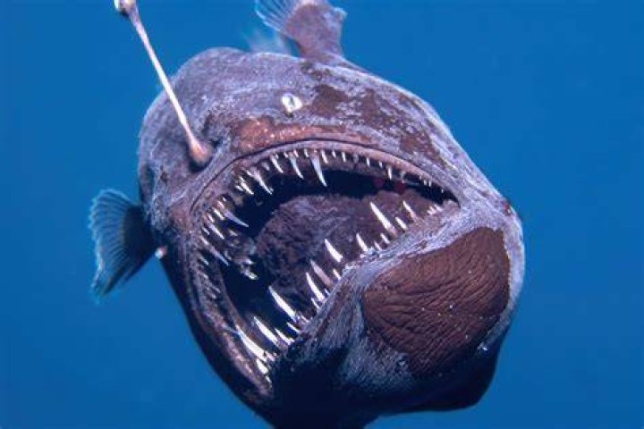 Angler's Log - best fishing apps for android