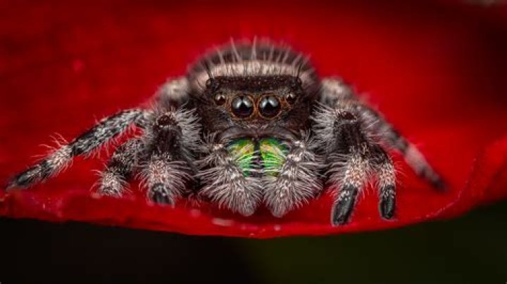 Atticus on Red Flower Atticus, my pet male Regal Jumping S&hellip; Flickr