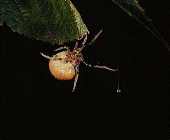 Bolas Spider