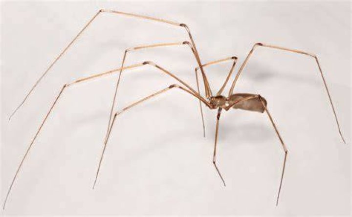Cellar Spider