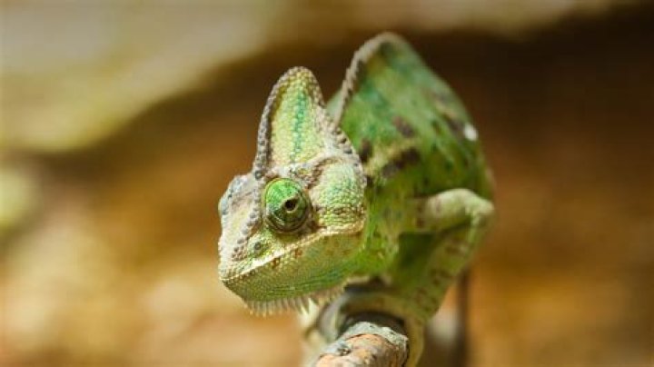 Chameleon