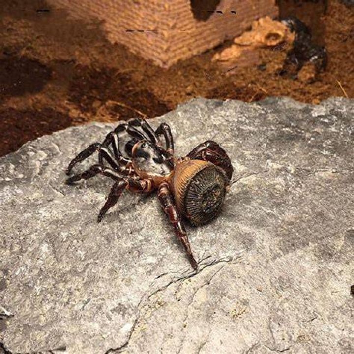 Chinese Hourglass Spider