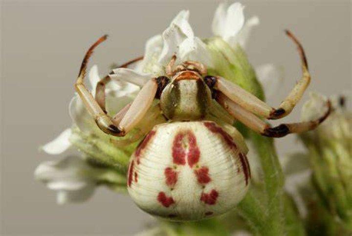 Crab Spider