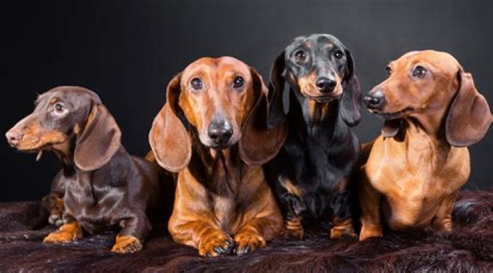 Dachshund Wiener Dog