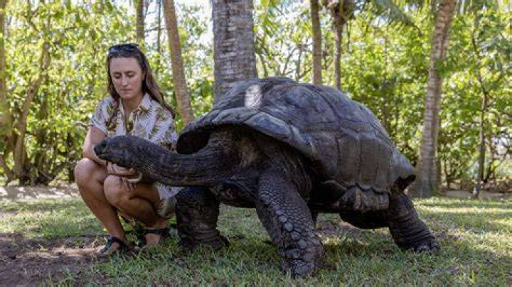 giant tortoise