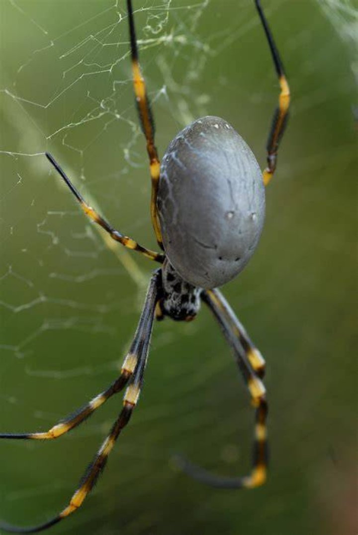 Golden Orb-weaver spider