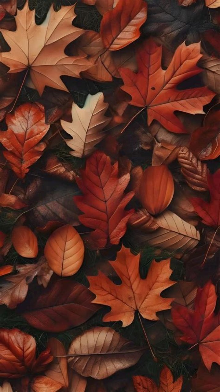 Leaves Phone B