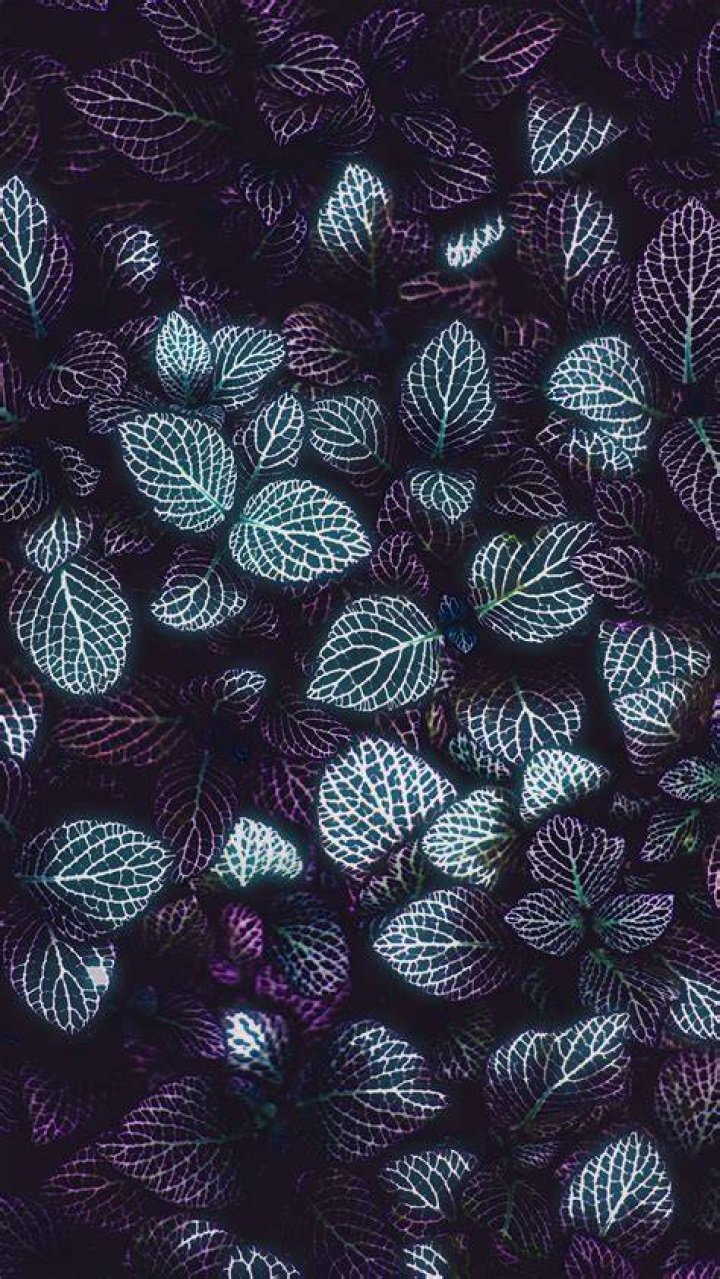 Leaves Phone D