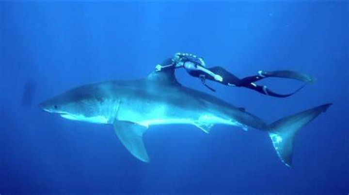 Ocean Ramsey and a great white shark