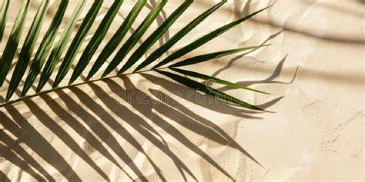 Palm Shadows beach