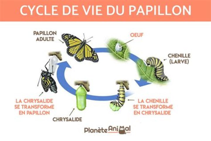 Papillon