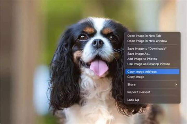 paste that url in the field
