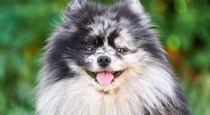 Pomeranian