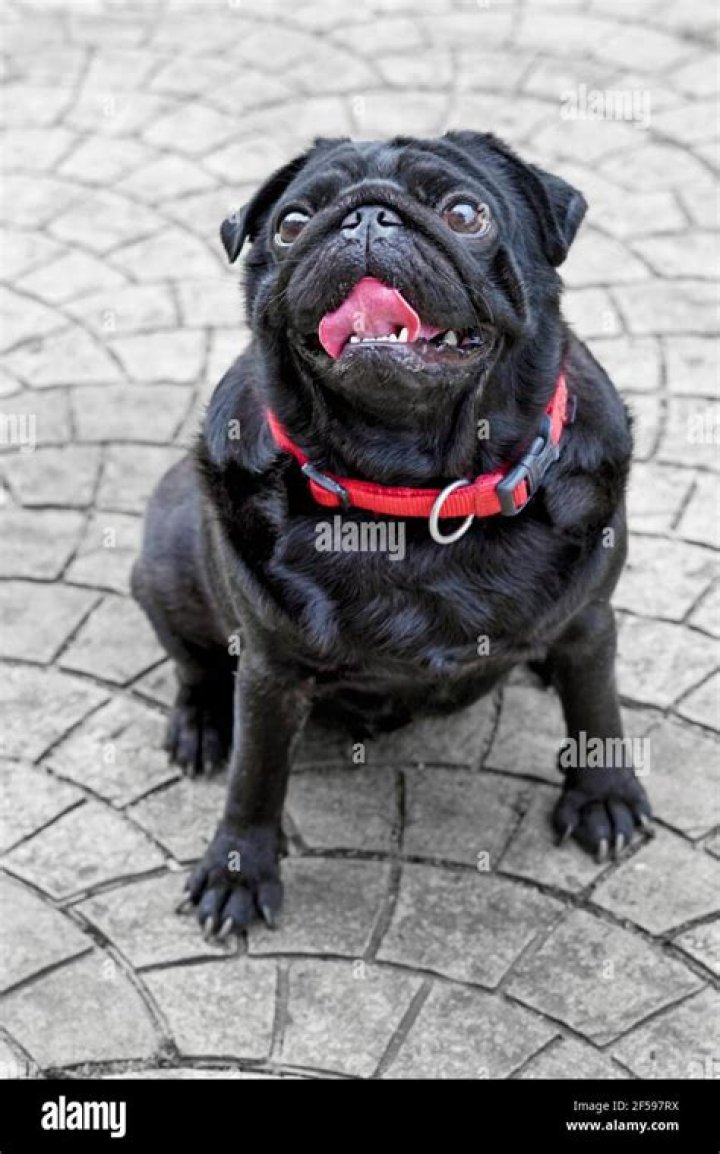 Pug