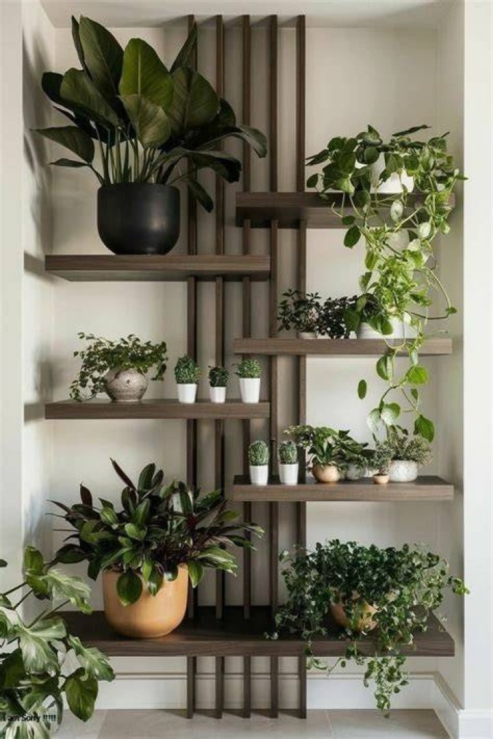 Several shelves lined with plants