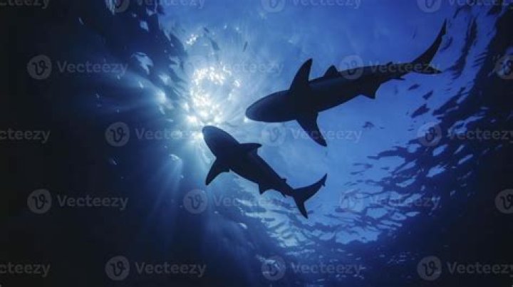 Two sharks swimming in the ocean near Australia