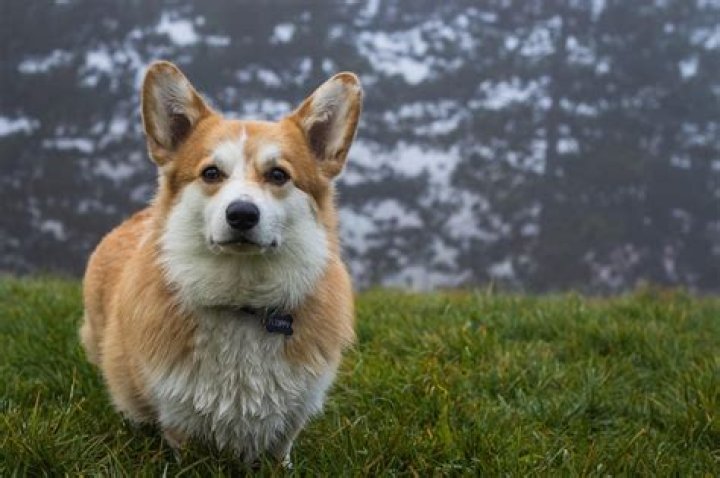 Welsh Pembroke Corgi