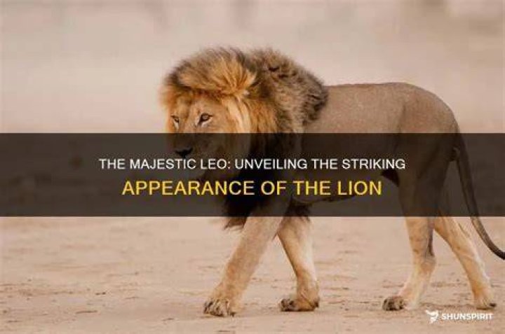 What A Leo Looks Like